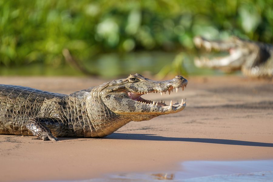 Jacaré-do-pantanal