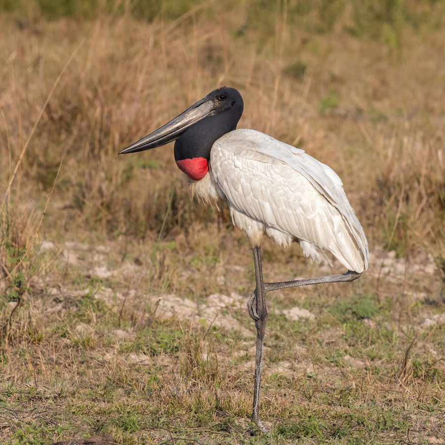 Tuiuiú — Jabiru mycteria